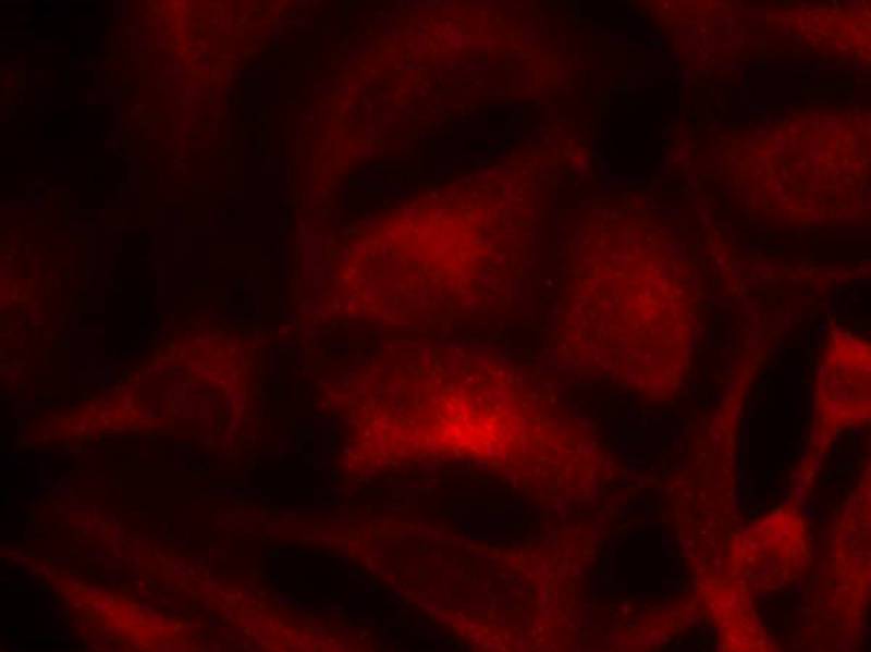 Rac1 (Ab-71) Antibody