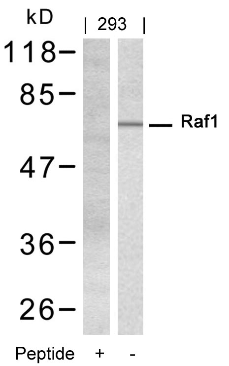 Raf1 (Ab-338) Antibody