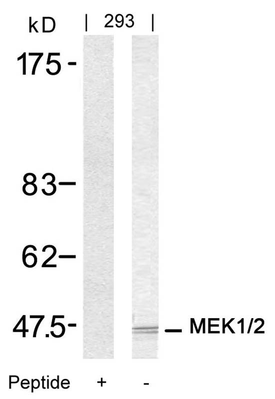 MEK1/MEK2 (Ab-217/221) Antibody