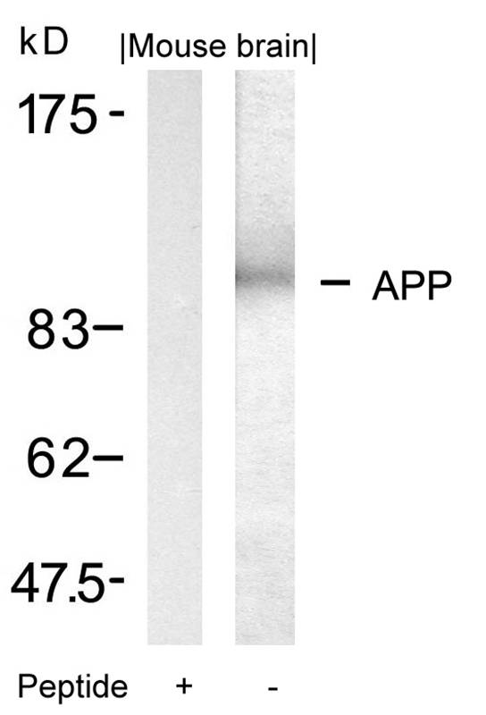 APP (Ab-668) Antibody