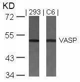 VASP (Ab57) Antibody