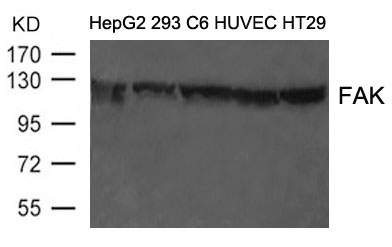 FAK (Ab-397) Antibody