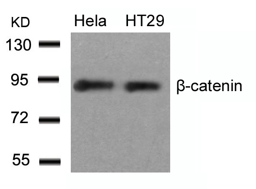 β-Catenin (Ab-33) Antibody