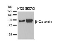 β-Catenin (Ab-37) Antibody