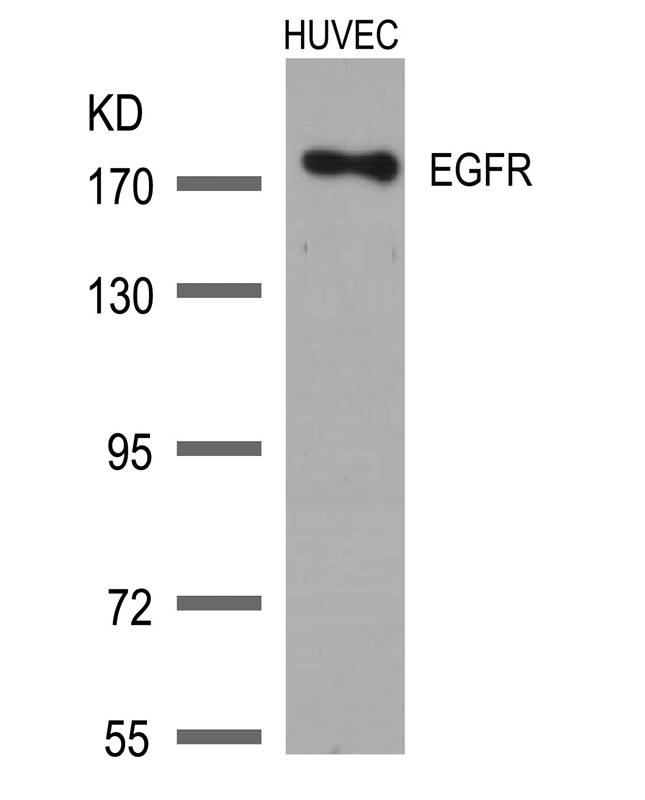 EGFR (Ab172) Antibody