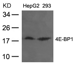 4E-BP1 (Ab-37) Antibody