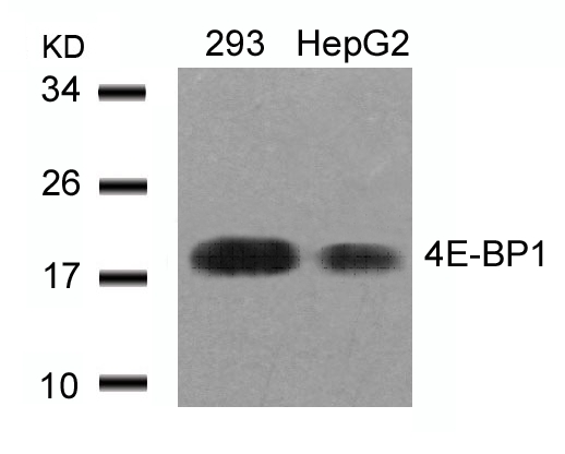 4E-BP1 (Ab-46) Antibody