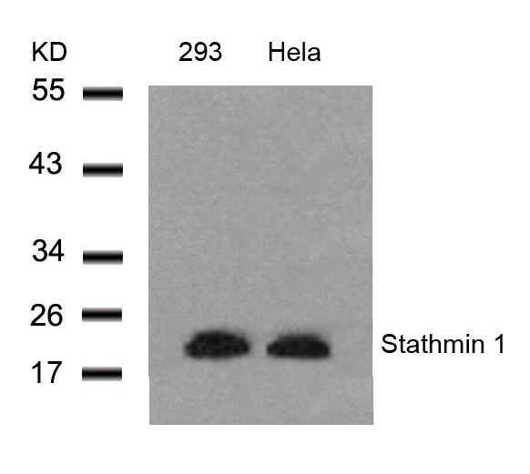 Stathmin 1 (Ab-25) Antibody