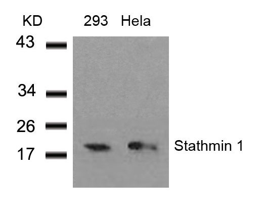 Stathmin 1 (Ab-38) Antibody