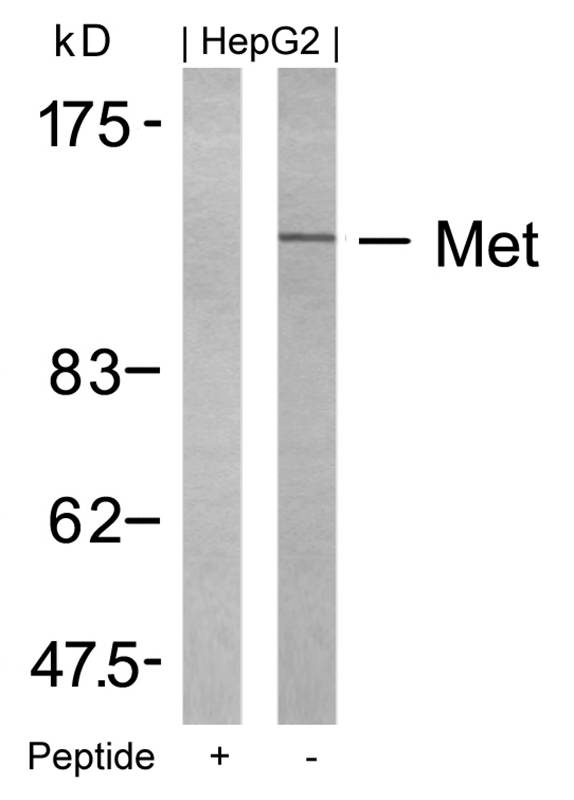 Met (Ab234) Antibody