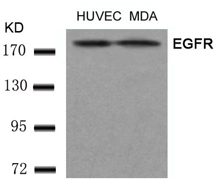 EGFR (Ab197) Antibody