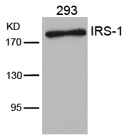IRS (Ab-636) Antibody