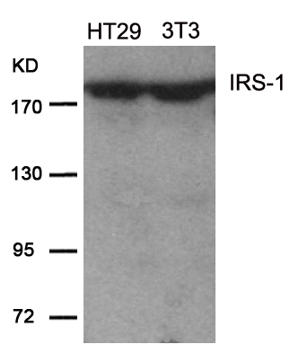 IRS (Ab-639) Antibody