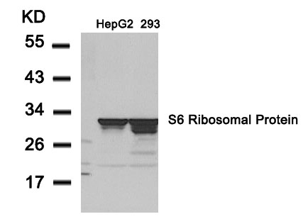 S6 Ribosomal Protein (Ab-235) Antibody
