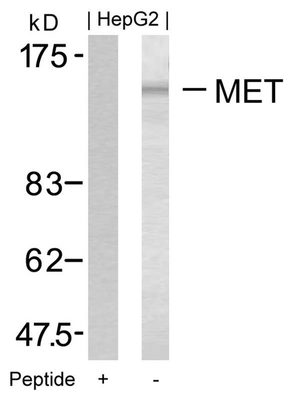 Met (Ab349) Antibody