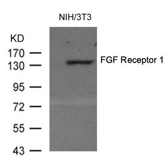 FGF Receptor 1 (Ab54) Antibody