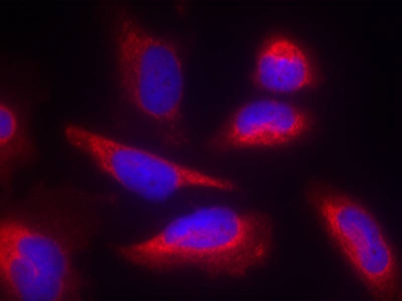 eNOS (Ab-495) Antibody