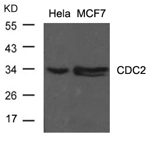 CDC2 (Ab-15) Antibody