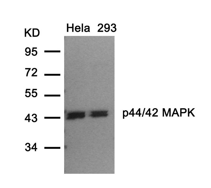 p44/42 MAP Kinase (Ab-202) Antibody