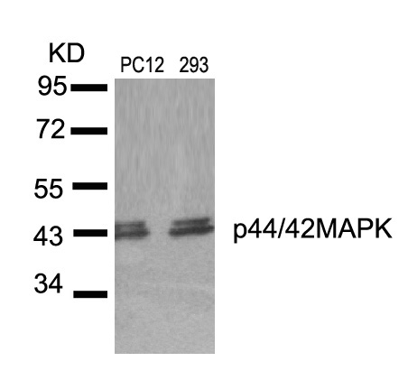p44/42 MAP Kinase (Ab-204) Antibody