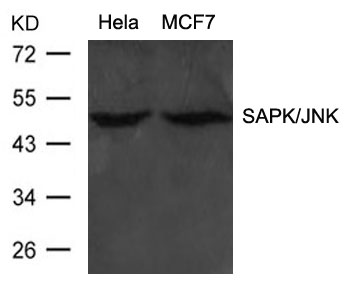 SAPK/JNK (Ab83) Antibody