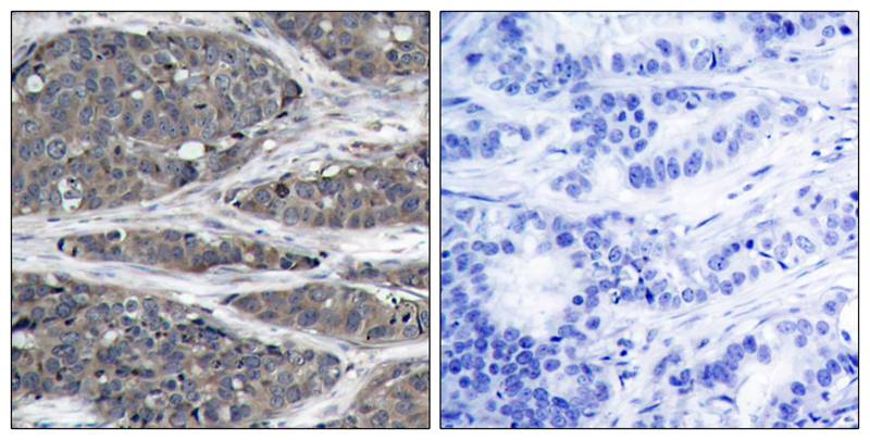 NFκB-p105 (Ab-932) Antibody