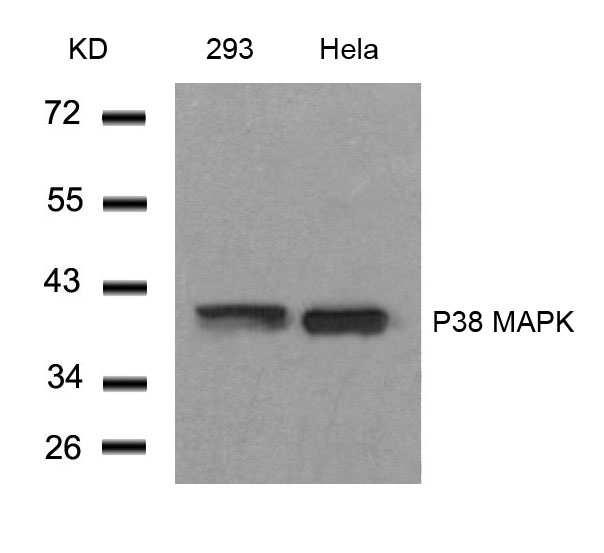 P38 MAPK (Ab82) Antibody