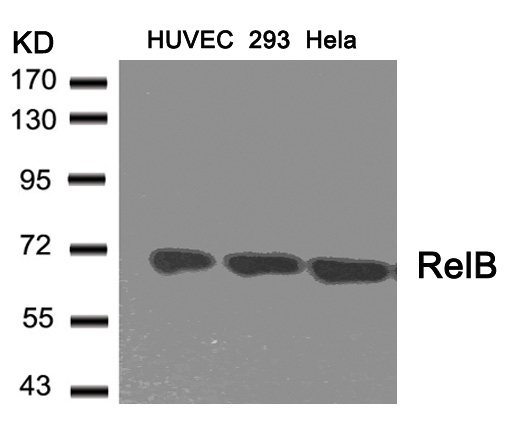 RelB (Ab-573) Antibody
