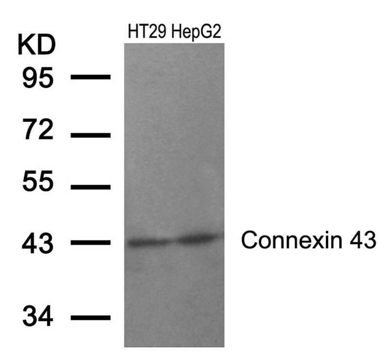Connexin 43 (Ab-368) Antibody