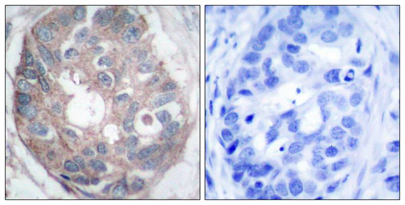 Dab1 (Ab-232) Antibody