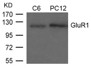 GluR1 (Ab-849) Antibody