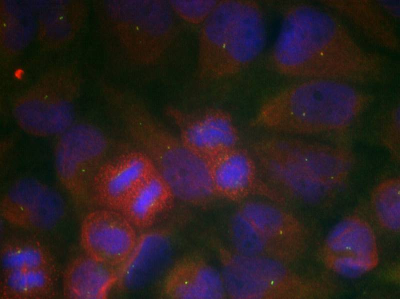GluR1 (Ab-863) Antibody