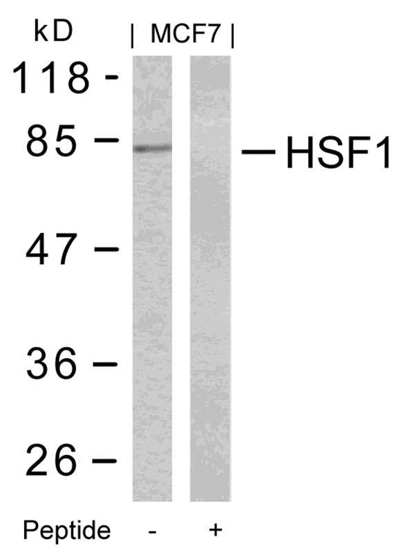 HSF1 (Ab-303) Antibody