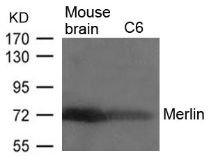 Merlin (Ab-518) Antibody