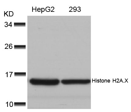 Histone H2A.X (Ab39) Antibody
