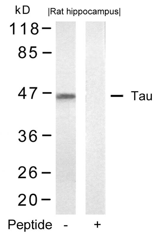Tau (Ab-422) Antibody