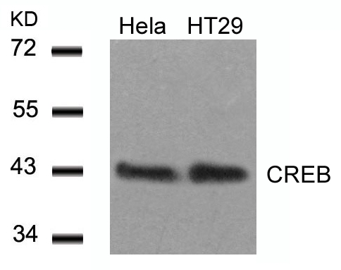 CREB (Ab29) Antibody