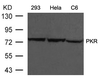 PKR (Ab-446) Antibody
