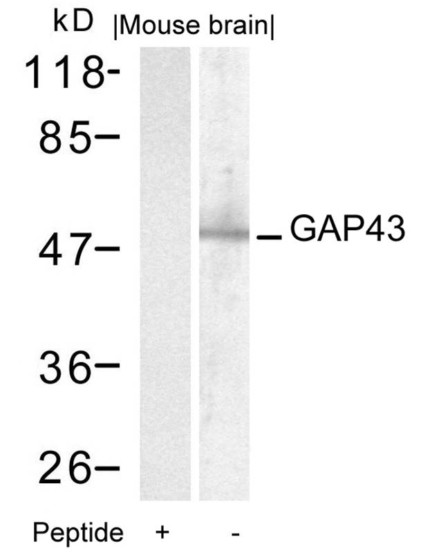 GAP43 (Ab-41) Antibody