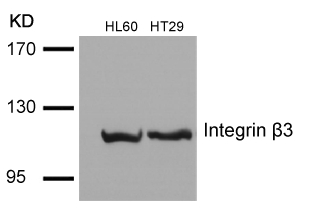 Integrin β3 (Ab-785) Antibody