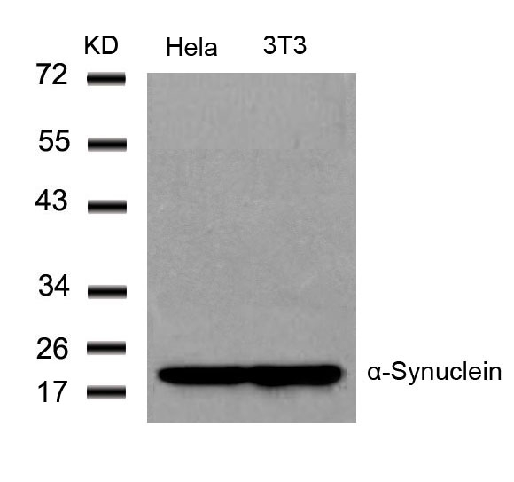 α-Synuclein (Ab36) Antibody