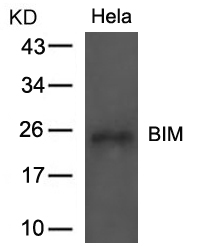 BIM (Ab-69) Antibody