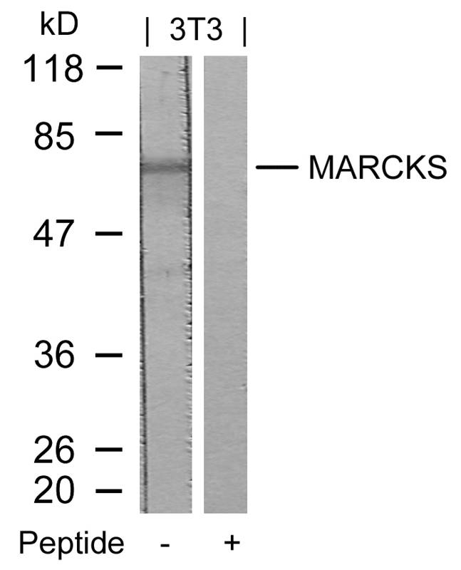 MARCKS (Ab58) Antibody
