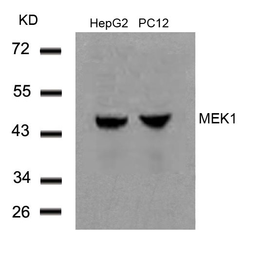 MEK1 (Ab-291) Antibody