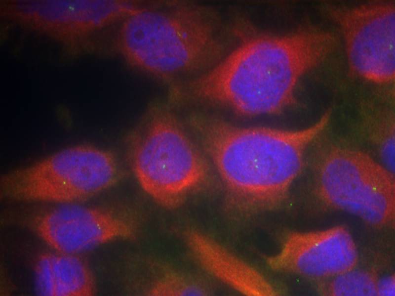 NMDAR1 (Ab-897) Antibody