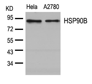 HSP90B (Ab-254) Antibody