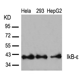 IkB-ε (Ab-22) Antibody