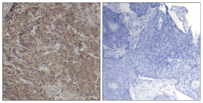 CREB (Ab42) Antibody
