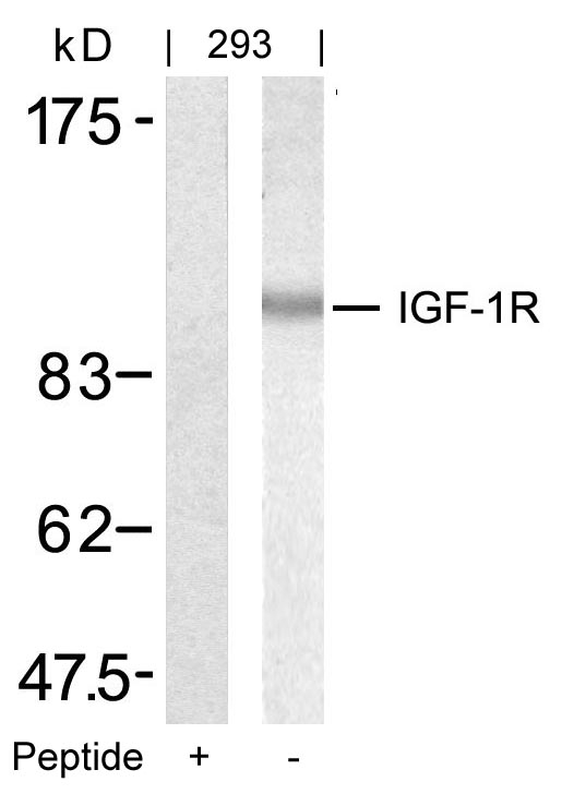 IGFR (Ab346) Antibody