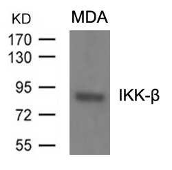 IKK-β (Ab99) Antibody